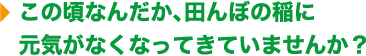 この頃なんだか、田んぼの稲に元気がなくなってきていませんか？