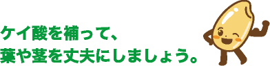 ケイ酸を補って、葉や茎を丈夫にしましょう。