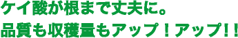 ケイ酸が根まで丈夫に！品質も収穫量もアップアップ！